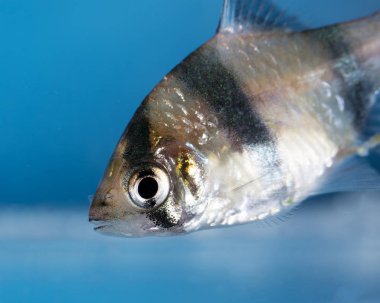 Akvaryum balığı, neon renkler