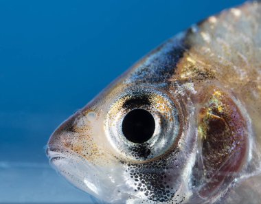 Akvaryum balığı, neon renkler