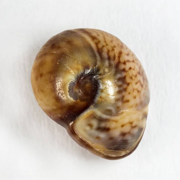 カラフルな貝殻の背景のクローズアップ — ストック写真