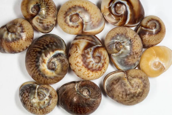 Closeup Colourful Seashells Background — Stock Photo, Image