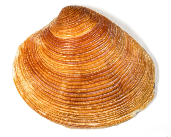 Closeup Colourful Seashells Background — Stock Photo, Image