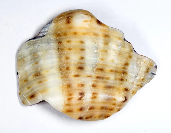 カラフルな貝殻の背景のクローズアップ — ストック写真