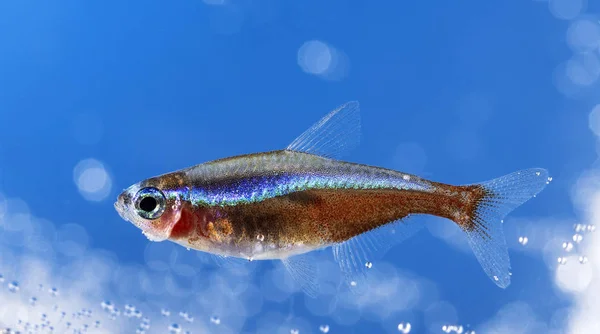 Акваріумні Рибки Неонові Кольори — стокове фото