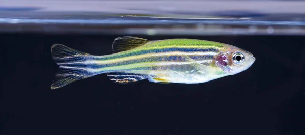 Ryby Akwariowe Neonowe Kolory — Zdjęcie stockowe