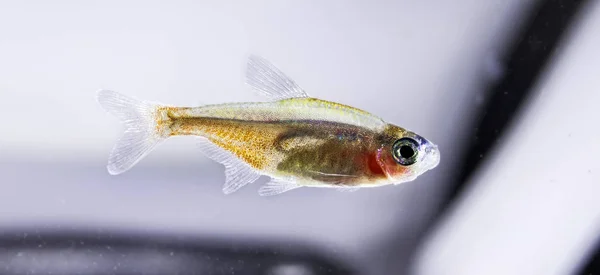 Acuario Peces Colores Neón — Foto de Stock