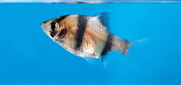 水族館の魚 ネオンの色 — ストック写真