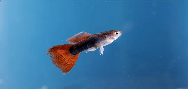 Aquarienfische Neonfarben — Stockfoto