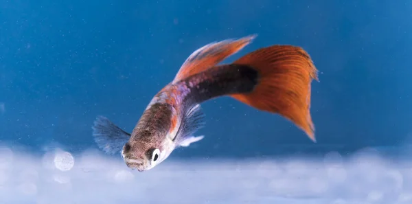 Аквариумные Рыбы Неоновые Цвета — стоковое фото