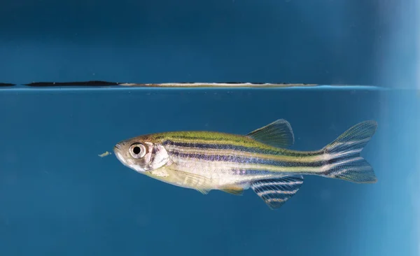 수족관 물고기 — 스톡 사진