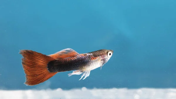 Аквариумные Рыбы Неоновые Цвета — стоковое фото