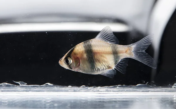 Acuario Peces Colores Neón — Foto de Stock