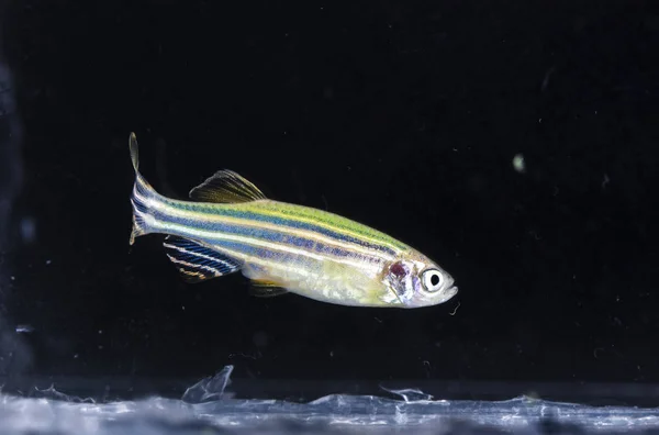 Akvaryum Balığı Neon Renkler — Stok fotoğraf