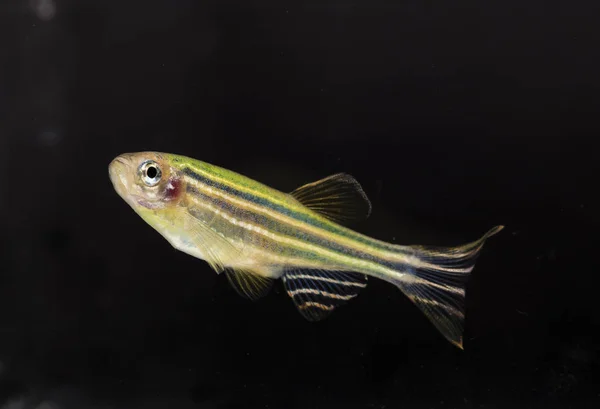 Ryby Akwariowe Neonowe Kolory — Zdjęcie stockowe