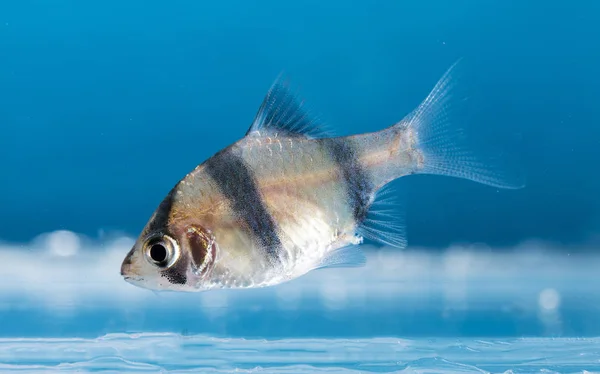 Акваріумні Рибки Неонові Кольори — стокове фото