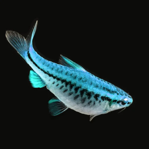 Poisson Aquarium Couleurs Fluo — Photo