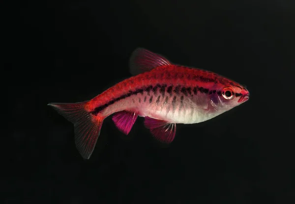 Aquarium Vissen Neon Kleuren — Stockfoto