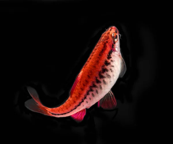 Aquarium Vissen Neon Kleuren — Stockfoto