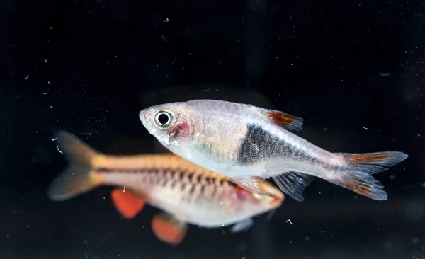 Aquarium Vissen Neon Kleuren — Stockfoto