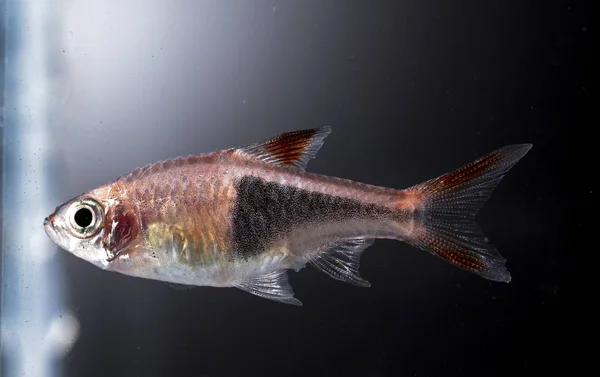 Acuario Peces Colores Neón — Foto de Stock