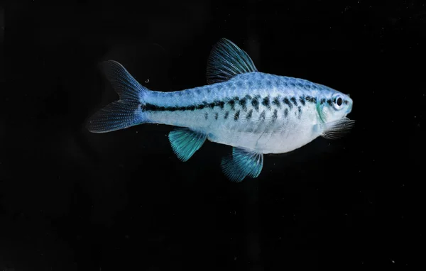 Acuario Peces Colores Neón — Foto de Stock