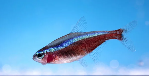 Aquarium Fish Neon Colors Stock Picture