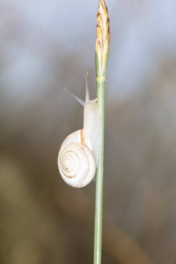 Çimenlerde salyangoz, ön plana odaklan.