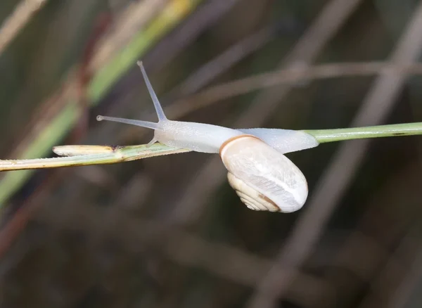 草の上のカタツムリ 前景に焦点を当てる — ストック写真