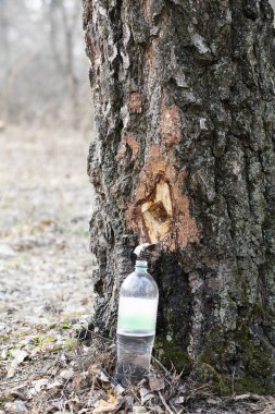 Huş suyu, seçici odak