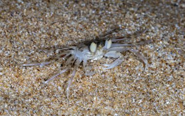 plajda küçük münzevi yengeç