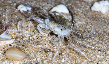 plajda küçük münzevi yengeç