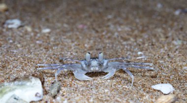 plajda küçük münzevi yengeç