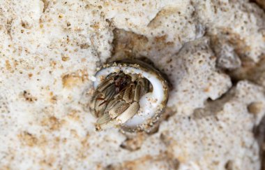 plajda küçük münzevi yengeç