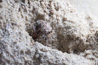 plajda küçük münzevi yengeç