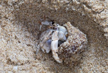 plajda küçük münzevi yengeç