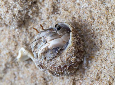 plajda küçük münzevi yengeç