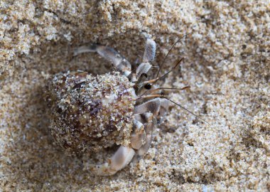 plajda küçük münzevi yengeç