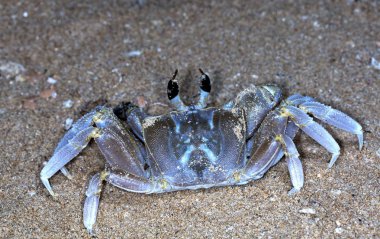 plajda küçük münzevi yengeç