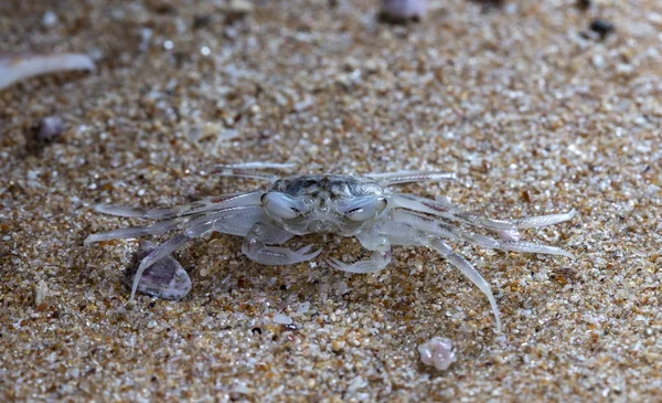 Pequeño Cangrejo Ermitaño Playa — Foto de Stock