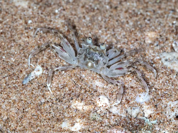 Pequeno Caranguejo Eremita Praia — Fotografia de Stock