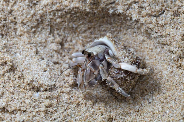 Malý Krab Poustevník Pláži — Stock fotografie