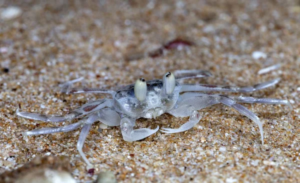 Pequeno Caranguejo Eremita Praia — Fotografia de Stock