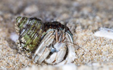 plajda küçük münzevi yengeç