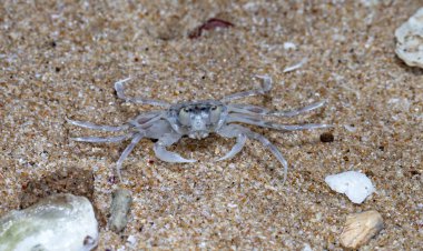 plajda küçük münzevi yengeç