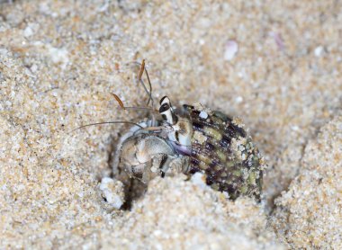 plajda küçük münzevi yengeç