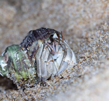 plajda küçük münzevi yengeç
