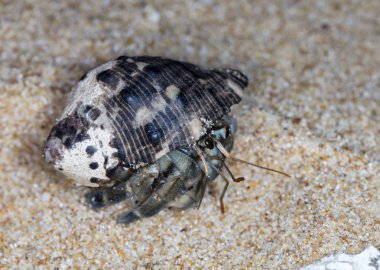 plajda küçük münzevi yengeç