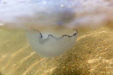 Büyük deniz denizanası, doğal bir yaşam alanında