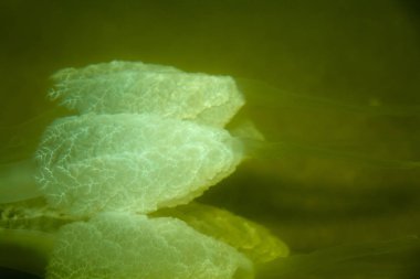 Büyük deniz denizanası, doğal bir yaşam alanında