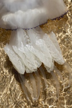 Büyük deniz denizanası, doğal bir yaşam alanında