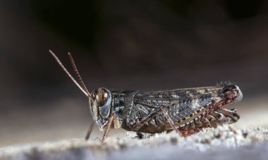 canlı çekirge eski ahşap oturur